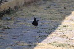 Columba livia domestica