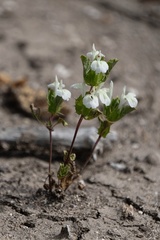 Acanthomintha ilicifolia