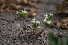 Acanthomintha ilicifolia