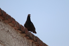 Columba livia domestica