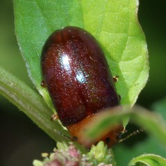 Platymela sticticollis