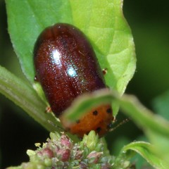 Platymela sticticollis