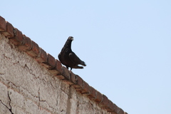 Columba livia domestica