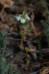Acanthomintha ilicifolia