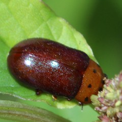 Platymela sticticollis