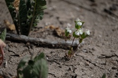 Acanthomintha ilicifolia