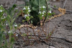 Acanthomintha ilicifolia