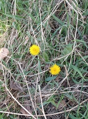 Taraxacum officinale