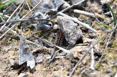 Diacrisia sannio
