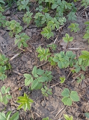 Aegopodium podagraria