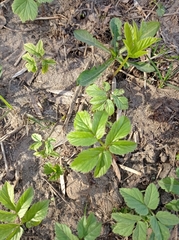 Aegopodium podagraria