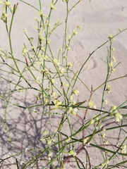 Eriogonum deserticola