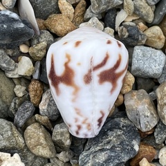 Conus sponsalis