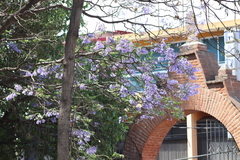 Jacaranda
