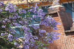Jacaranda