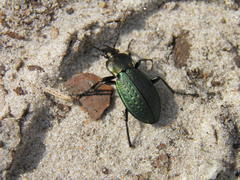 Carabus arvensis