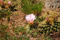 Gymnocalycium monvillei