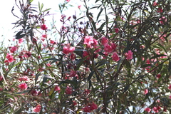 Nerium oleander