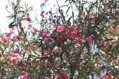 Nerium oleander
