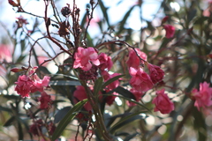 Nerium oleander