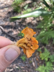 Cantharellus concinnus