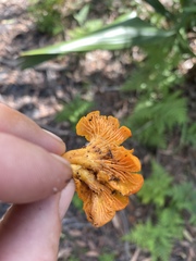 Cantharellus concinnus