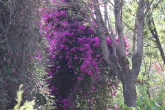 Bougainvillea