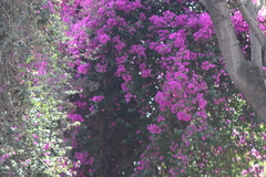 Bougainvillea