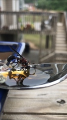 Physocephala floridana