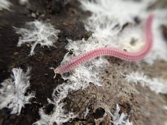 Gosodesmus claremontus