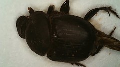 Onthophagus cochisus