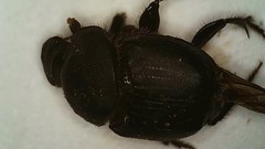 Onthophagus cochisus