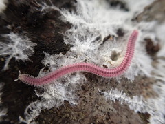 Gosodesmus claremontus