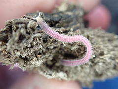 Gosodesmus claremontus