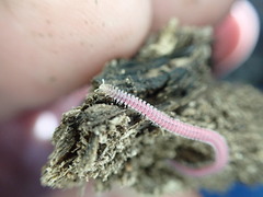 Gosodesmus claremontus