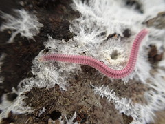 Gosodesmus claremontus