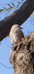 Garrulus glandarius atricapillus