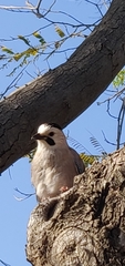 Garrulus glandarius atricapillus
