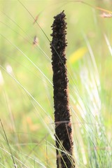 Xanthorrhoea acaulis