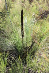 Xanthorrhoea acaulis