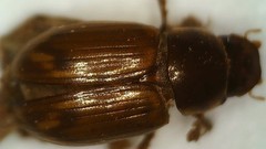 Gonaphodiellus