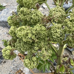 Angelica japonica