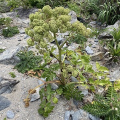 Angelica japonica