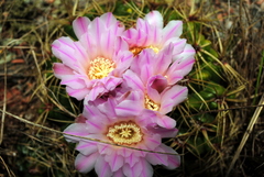Gymnocalycium monvillei