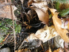 Geoglossum nigritum