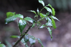 Rubus leucanthus