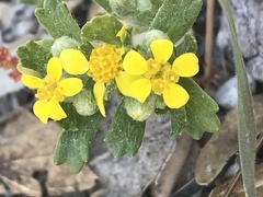 Eriophyllum multicaule