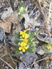 Eriophyllum multicaule