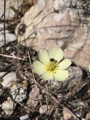 Hesperomecon linearis