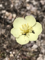 Hesperomecon linearis